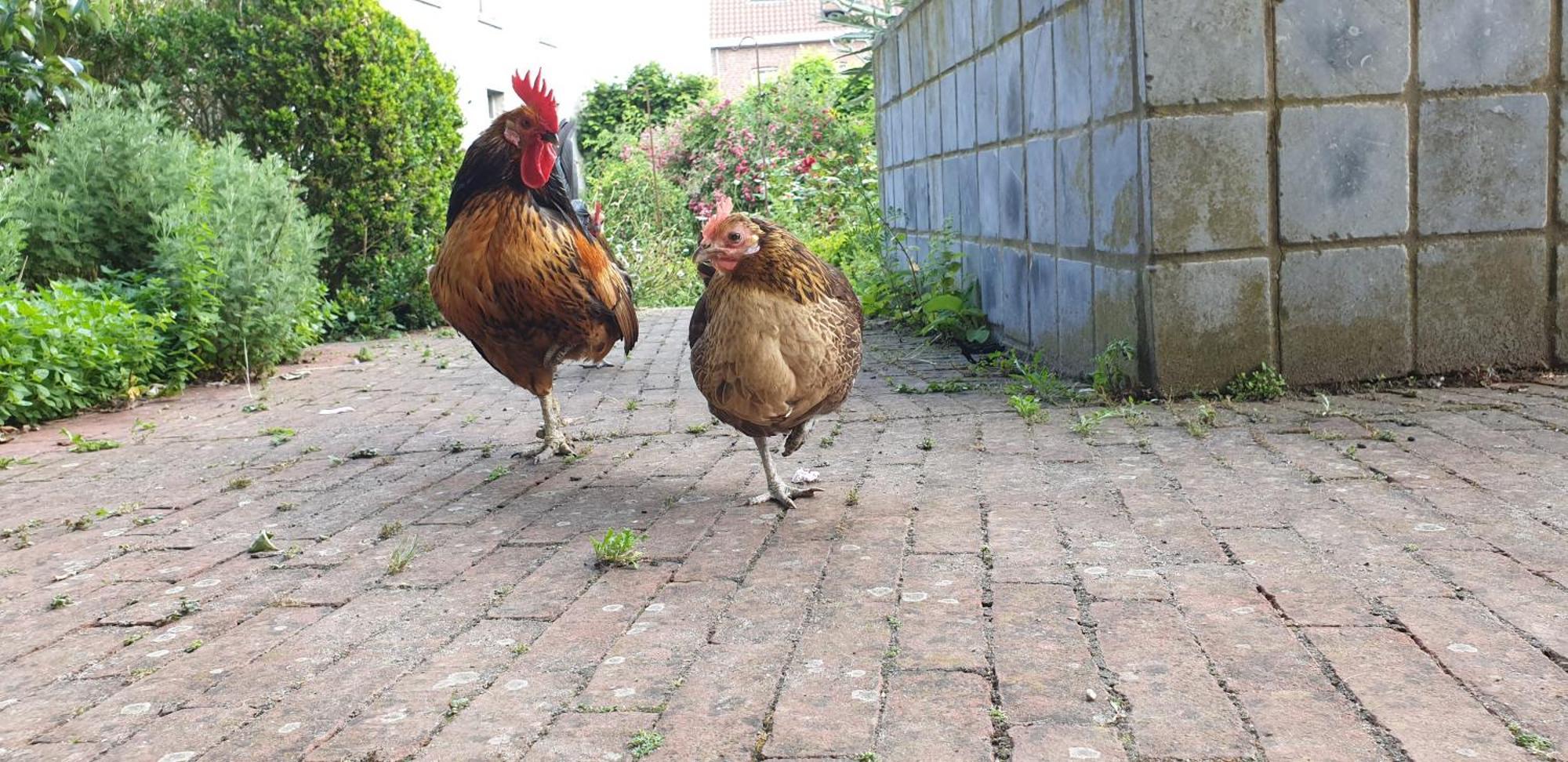مبيت وإفطار Bever Rosario المظهر الخارجي الصورة